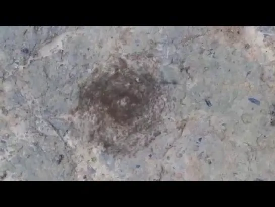 Spiral Ant Vortex