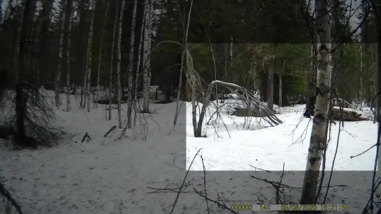 Заповедник Прикамья поделился видео животных с фотоловушек