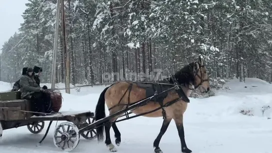 Партизанский обоз в блокадный Ленинград - реконструкция