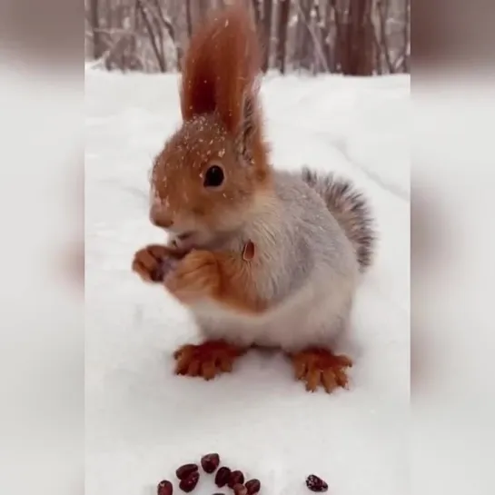 Зимняя белочка ❄