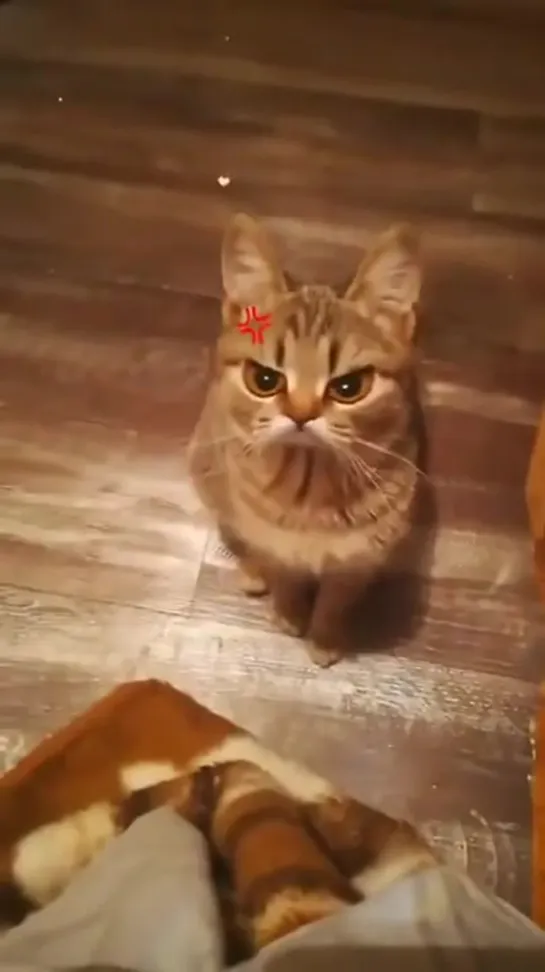 Angry Cat