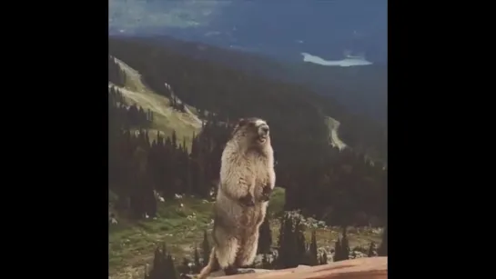 screaming marmot