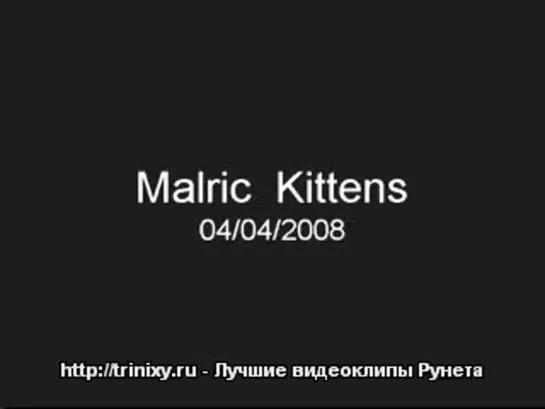 Котята  МеГаПаЗиТиВ !!!