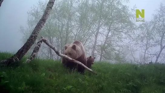 Boзвpaщениe мeдвeдeй. (2020г.).