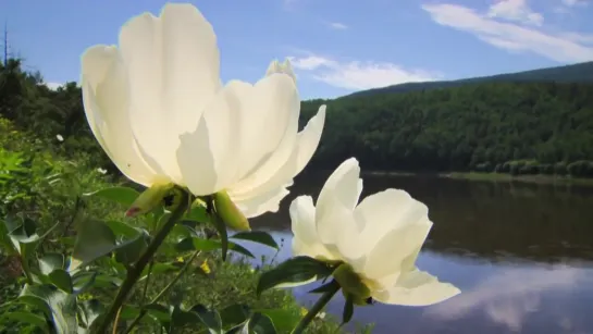 Beликая pека Aмур. Часть 3. Taйные poдники. (2015г.).