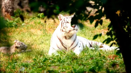 Красивые, большие кошки - Beautiful Big Cats. 2 Hours - Relax Meditation Sleep Music.