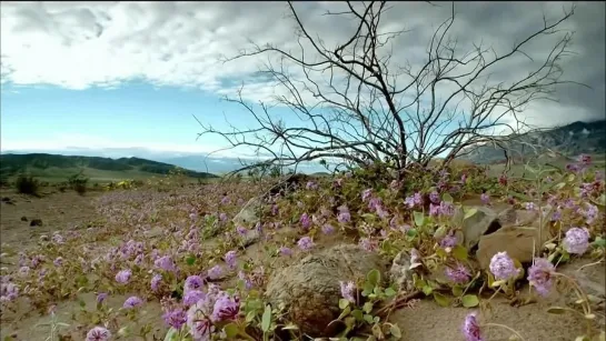 Robert Plant  - Colours Of A Shade