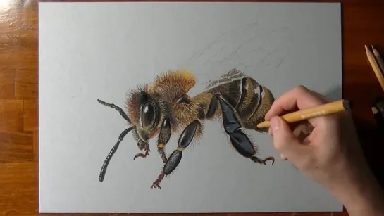 How I Draw a Bee.