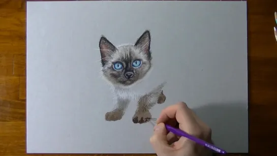 Drawing Time Lapse Thai Kitten Portrait. (Violetta)