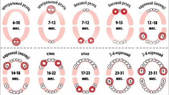 Прорезывание зубов. Психофизическое развитие