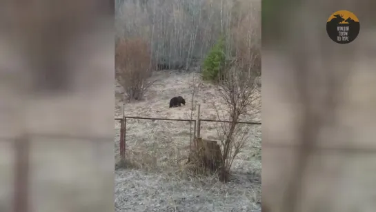 Молодой медведь мирно гуляет под окнами в Ленобласти