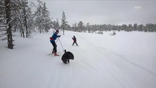 Соловей - разбойник