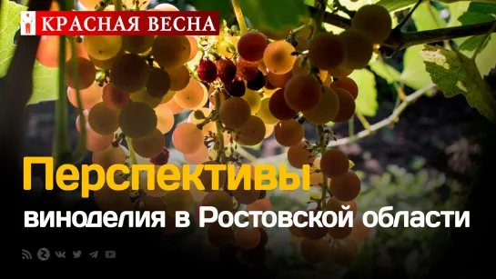 Кто сделает российское вино и как будет меняться спрос в условиях санкций