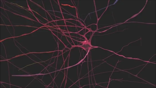 Reconstruction and Simulation of Neocortical Microcircuitry