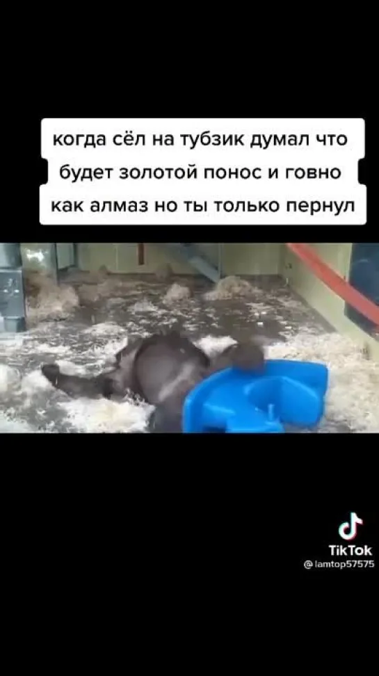 Видео от елибицо