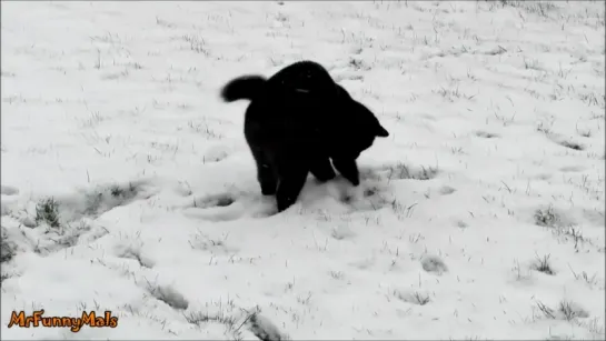 Cats Playing in Snow Compilation