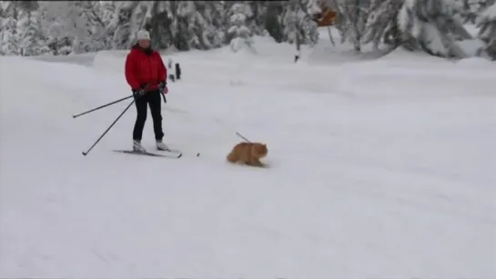 Jesper the cat tows skier