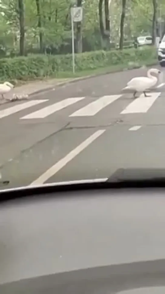 Видео от Богиня с юмором