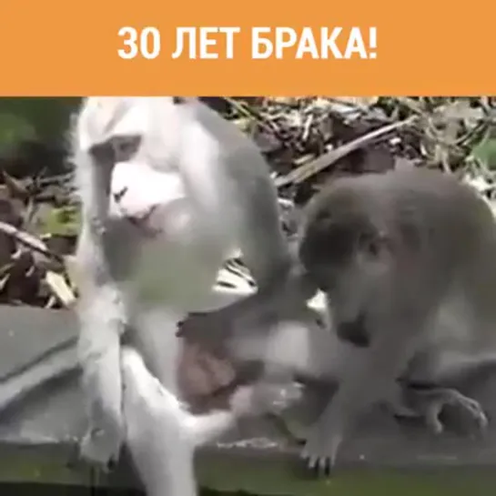 30 лет брака