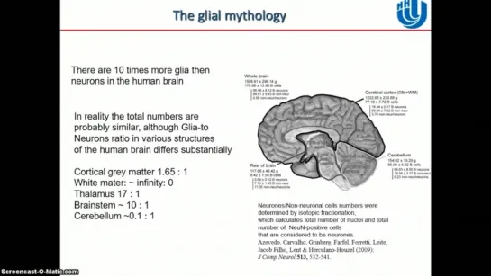 Алексей СемьяновНейрон-глиальные взаимодействия в головном мозге [720]
