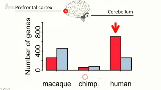 Молекулярные особенности эволюции мозга человека - Филипп Хайтович