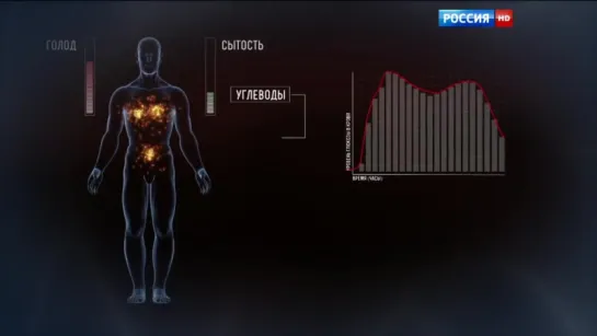 Химия нашего тела. Сахар