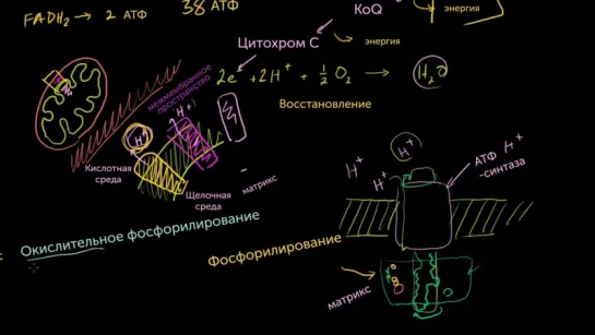 Окислительное фосфорилирование и хемиосмос