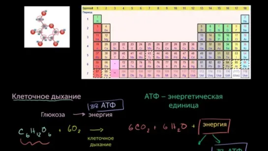 Клеточное дыхание