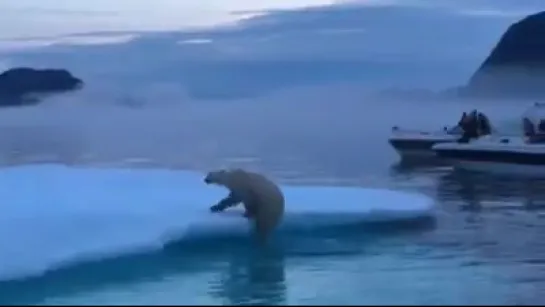 белый медведь polar bear