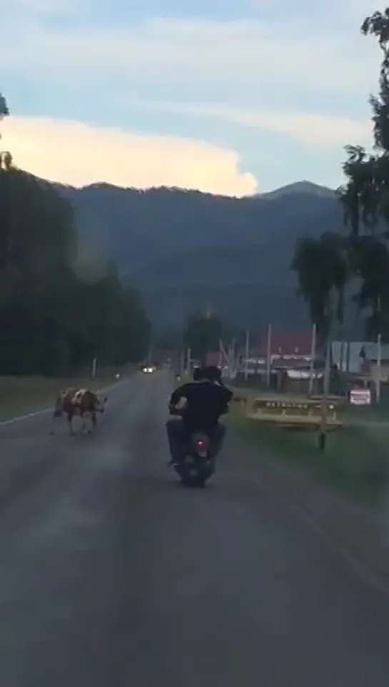 Врезались в корову на мопеде! Пьянство за рулём.