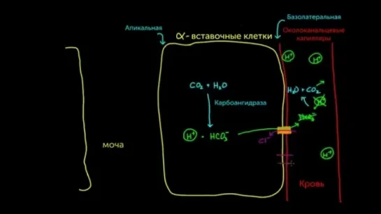 Альдостерон выводит кислоту из крови