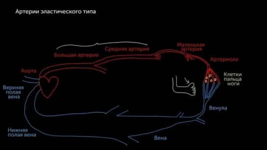 Артерии, артериолы, венулы и вены