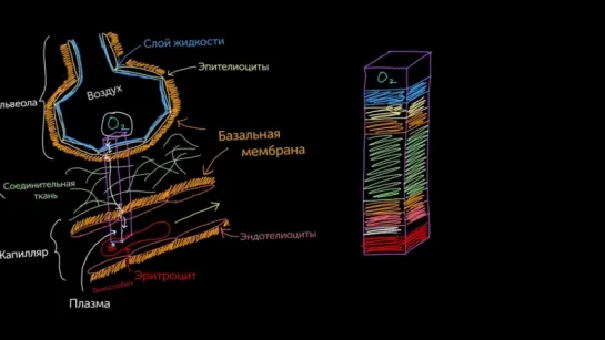 Переход кислорода из альвеол в капилляры