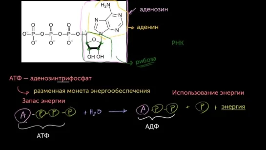 АТФ — Аденозинтрифосфат