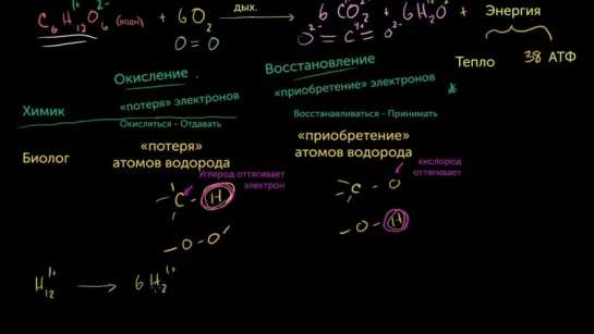 Окисление и восстановление в клеточном дыхании