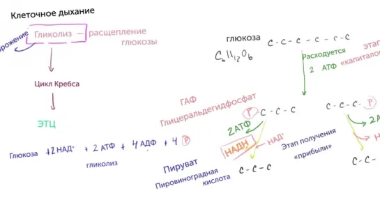 Гликолиз