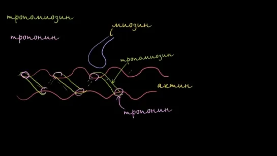 Тропомиозин и тропонин и их роль в управлении сокращением мышц