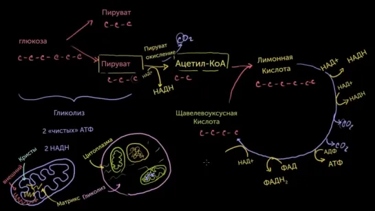 Цикл Кребса_Цикл лимонной кислоты
