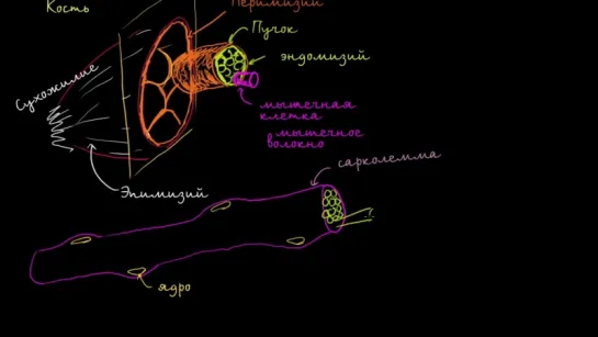 Строение мышечной клетки