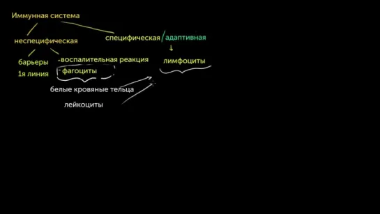 Типы иммунных ответов_.врожденный и адаптивный. Сравнение гуморального и клеточного ответов