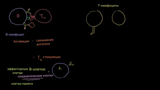 Основные клетки специфической иммунной системы