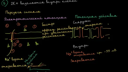 Электротонические потенциалы и потенциалы действия (Раздел: Биология человека)