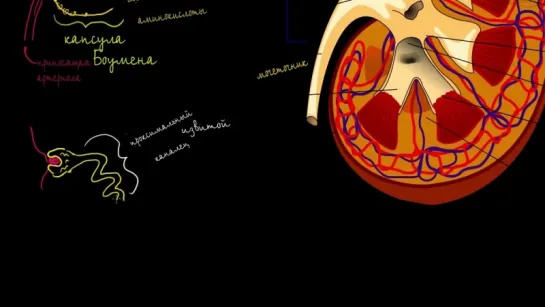 Строение почки и нефрона (Раздел: Биология человека)