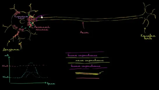 Скачкообразная проводимость в нейронах (Раздел: Биология человека)