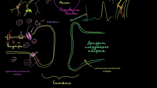 Межнейронные химические синапсы  (Раздел: Биология человека)
