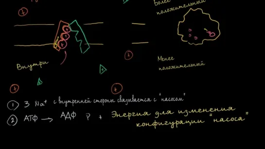 Натрий-калиевый насос  (Раздел: Биология человека)