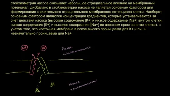 Поправка к видеоролику, посвященному натрий-калиевому насосу  (Раздел: Биология человека)