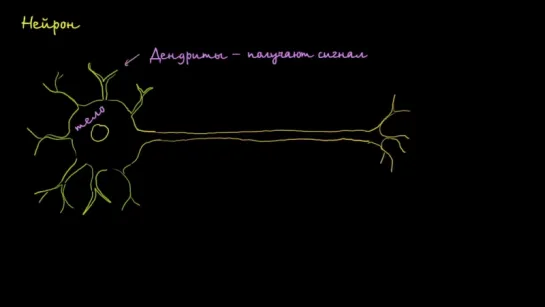 Анатомия нейрона  (Раздел: Биология человека)
