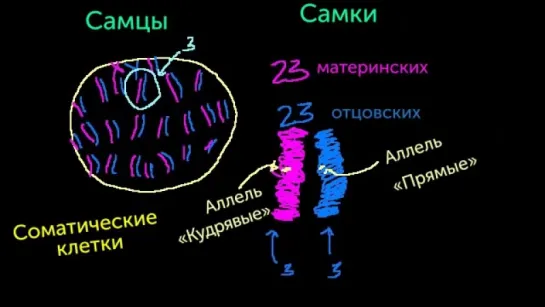 Изменчивость видов (Раздел: Биология)