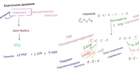 Гликолиз  (Биология)